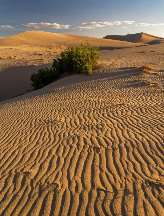 Framed Print : USA, California. Mojave Trails National Monument, Cadiz Dunes Framed Print : USA, California. Mojave Trails National Monument, Cadiz Dunes