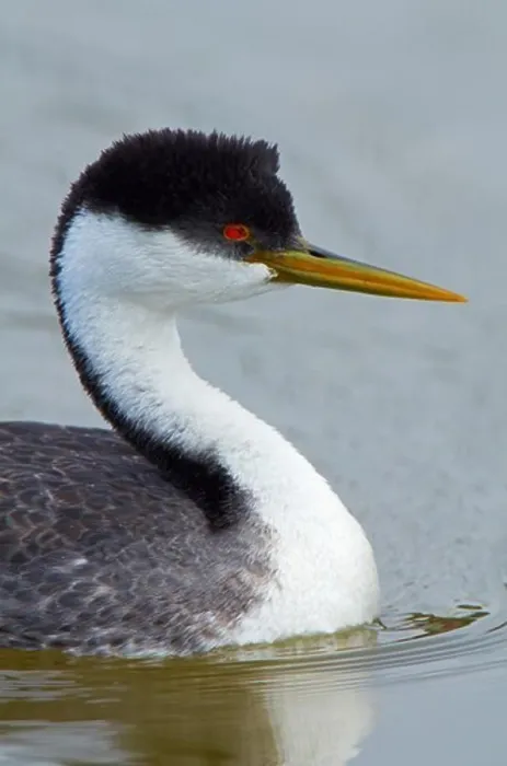 Framed Print : USA, California, Monterey Bay, Western Grebe (Aechmophorus occidentalis), close-up Framed Print : USA, California, Monterey Bay, Western Grebe (Aechmophorus occidentalis), close-up