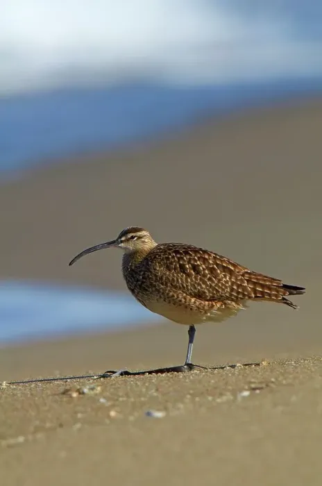 Framed Print : USA, California, Monterey Bay, Whimbrel (Numenius phaeopus) standing on beach