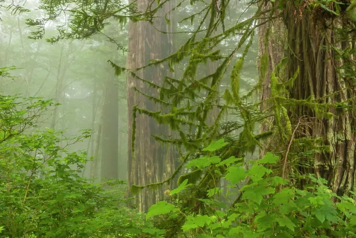 Framed Print : USA, California, Redwoods National Park. Fog in Ladybird Johnson Grove Framed Print : USA, California, Redwoods National Park. Fog in Ladybird Johnson Grove