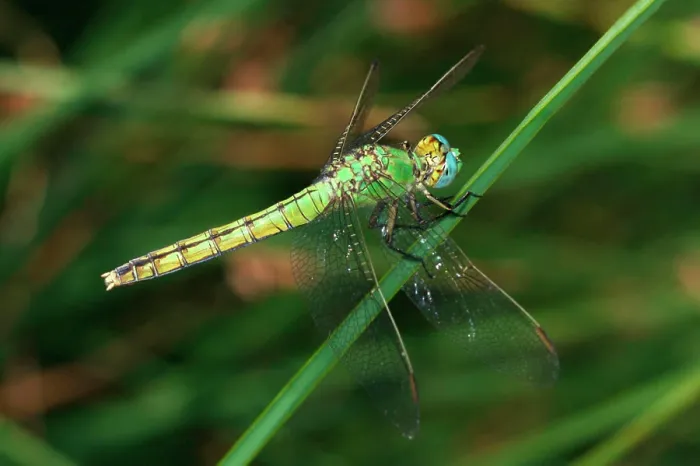 Framed Print : USA, California, San Diego, Mission Trails Regional Park. A Green Dragonfly Framed Print : USA, California, San Diego, Mission Trails Regional Park. A Green Dragonfly