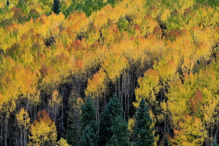 Framed Print : Usa, Colorado. Autumn yellow aspen, fir trees, Uncompahgre National Forest Framed Print : Usa, Colorado. Autumn yellow aspen, fir trees, Uncompahgre National Forest
