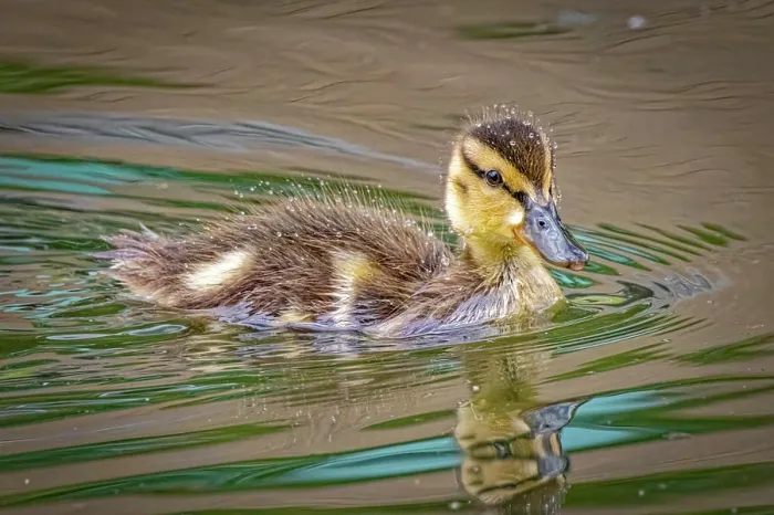 Framed Print : USA, Colorado, Fort Collins. Mallard duck duckling in water