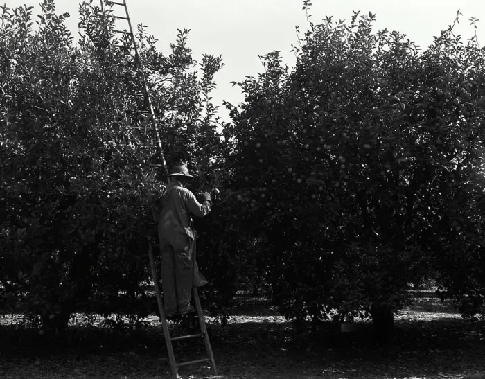 Framed Print : USA, Florida, Rear view of farmer harvesting oranges from orchard Framed Print : USA, Florida, Rear view of farmer harvesting oranges from orchard