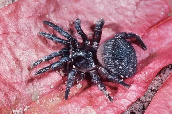 Framed Print : USA, Florida, Trap Door Spider (Cyclocosmia truncata) Framed Print : USA, Florida, Trap Door Spider (Cyclocosmia truncata)