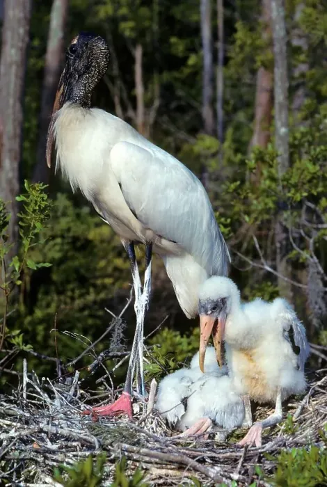 Framed Print : USA, Florida, Wood Stork (Mycteria americana) Female on nest Framed Print : USA, Florida, Wood Stork (Mycteria americana) Female on nest
