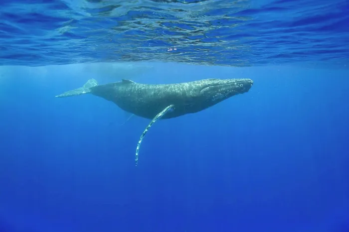 Framed Print : USA, Hawaii, Big Island, Underwater view of Humpback Whales (Megaptera novaengliae) swimming in Pacific Ocean Framed Print : USA, Hawaii, Big Island, Underwater view of Humpback Whales (Megaptera novaengliae) swimming in Pacific Ocean