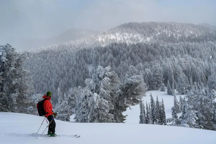 Framed Print : USA, Idaho. Skier admiring sub-alpine firs, Bear Lake region Framed Print : USA, Idaho. Skier admiring sub-alpine firs, Bear Lake region