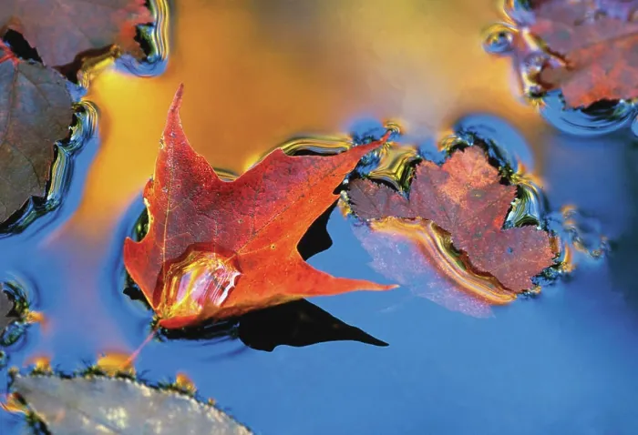Framed Print : USA, Northeast, Maple Leaf in Reflection Floating Down Stream Framed Print : USA, Northeast, Maple Leaf in Reflection Floating Down Stream