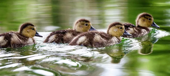 Framed Print : USA, Oregon, Hosmer Lake, Deschutes National Forest, Ringed-Neck ducklings take an afternoon swim Framed Print : USA, Oregon, Hosmer Lake, Deschutes National Forest, Ringed-Neck ducklings take an afternoon swim
