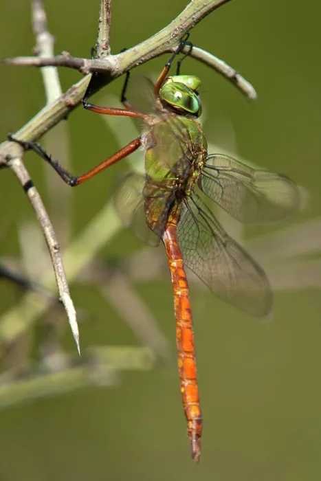 Framed Print : USA, Texas, Austin. Male comet darner dragonfly on branch Framed Print : USA, Texas, Austin. Male comet darner dragonfly on branch