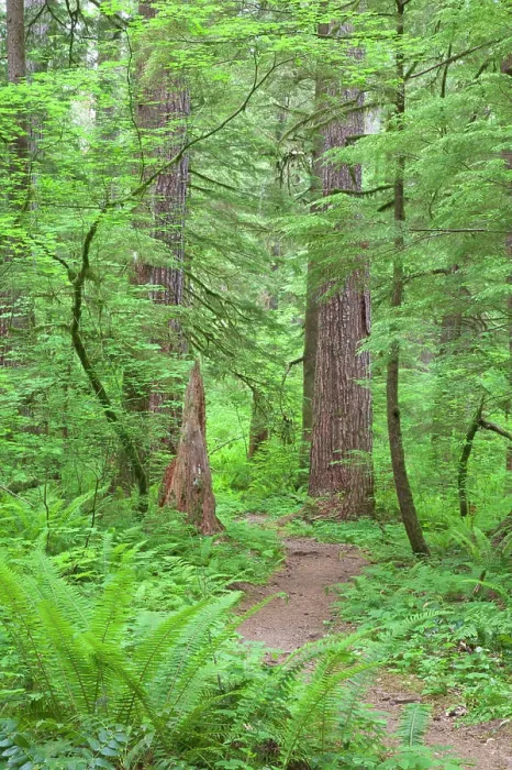 Framed Print : USA, Washington, Olympic National Forest. Trail through the forest Framed Print : USA, Washington, Olympic National Forest. Trail through the forest