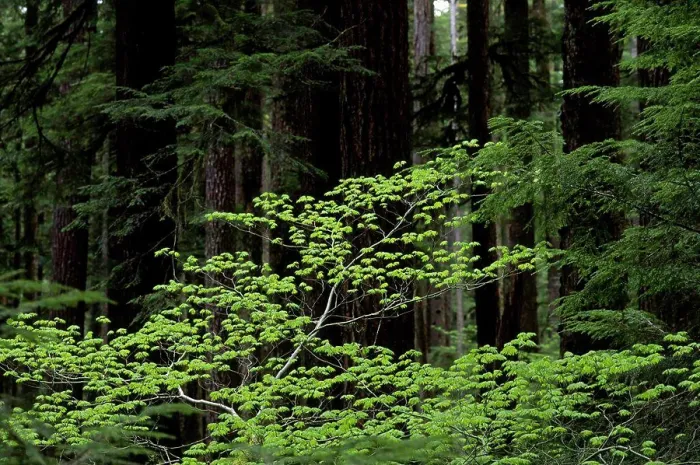 Framed Print : Usa, Washington, Olympic National Park, Vine Maple And Old-Growth Forest