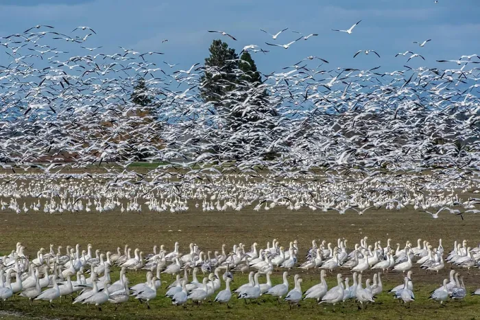 Framed Print : USA, Washington, Skagit Valley. Flock of geese taking flight over other geese Framed Print : USA, Washington, Skagit Valley. Flock of geese taking flight over other geese