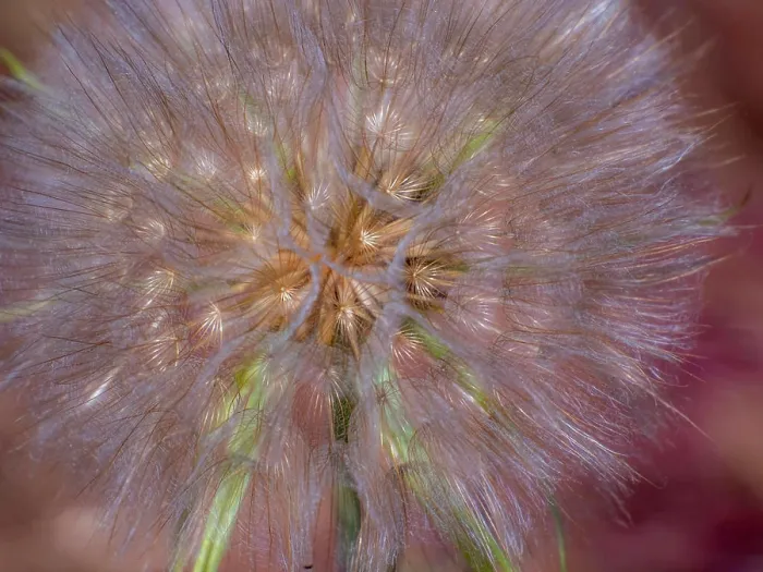 Framed Print : USA, Washington State, Eastern Washington fluffy seed head of Salsify dandelion Framed Print : USA, Washington State, Eastern Washington fluffy seed head of Salsify dandelion
