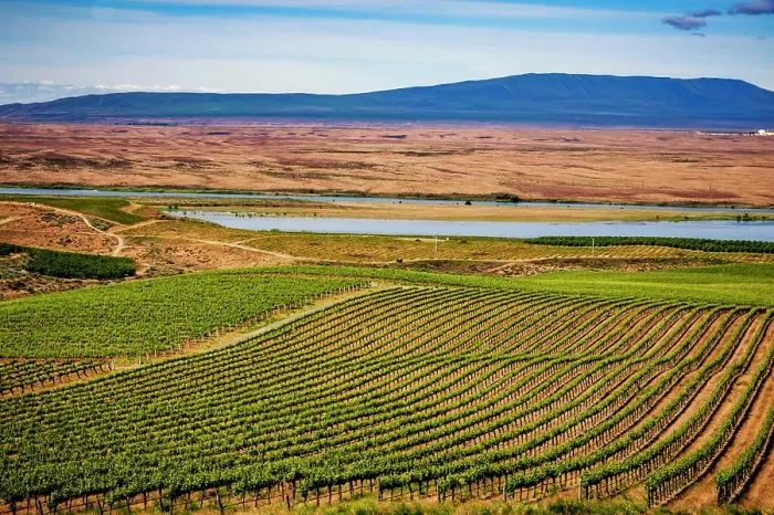 Framed Print : USA, Washington State, Pasco. Spring growth in the Bacchus section of Sagemoor Vineyard that borders the Columbia River Framed Print : USA, Washington State, Pasco. Spring growth in the Bacchus section of Sagemoor Vineyard that borders the Columbia River