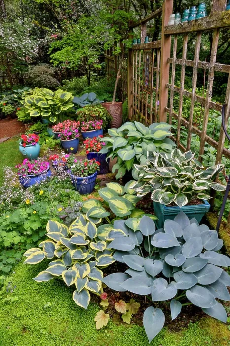 Framed Print : USA, Washington State, Sammamish. Garden with hosta and impatiens in late spring time bloom Framed Print : USA, Washington State, Sammamish. Garden with hosta and impatiens in late spring time bloom