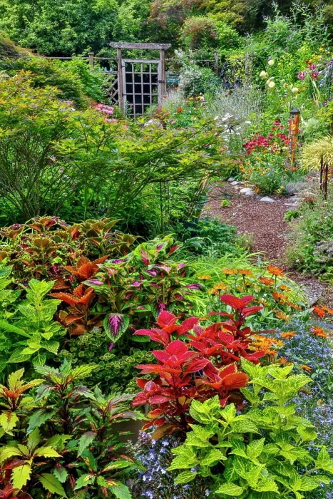 Framed Print : USA, Washington State, Sammamish. Garden in bloom in sunny location
