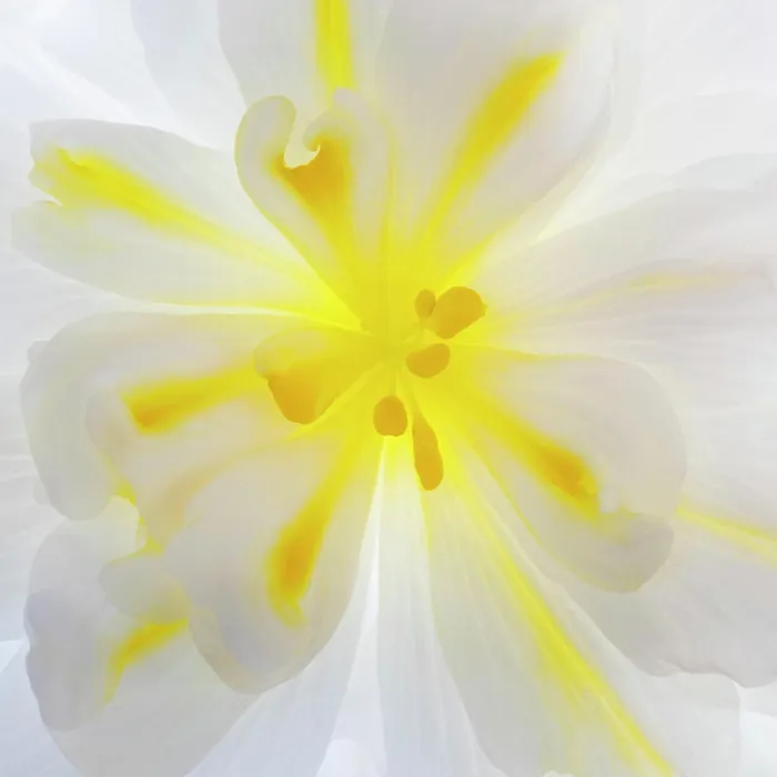 Framed Print : USA, Washington State, Seabeck. Begonia blossom close-up