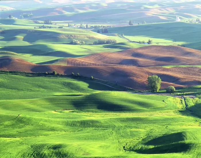Framed Print : USA, Washington, Whitman County, Steptoe Butte State Park, Palouse, Wheat Fields Framed Print : USA, Washington, Whitman County, Steptoe Butte State Park, Palouse, Wheat Fields