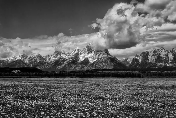 Framed Print : USA, WYOMING, GRAND TETON NATIONAL PARK, TETON RANGE, PASTURE WITH DANDELIONS IN FOREGROUND Framed Print : USA, WYOMING, GRAND TETON NATIONAL PARK, TETON RANGE, PASTURE WITH DANDELIONS IN FOREGROUND