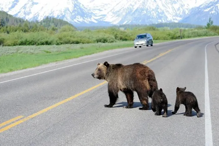 Framed Print : USA, Wyoming, Grand Teton National Park, Research grizzly sow 610 and her two cubs cross highway near Willow Flats