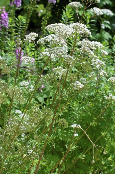 Framed Print : Valerian in bloom in a garden