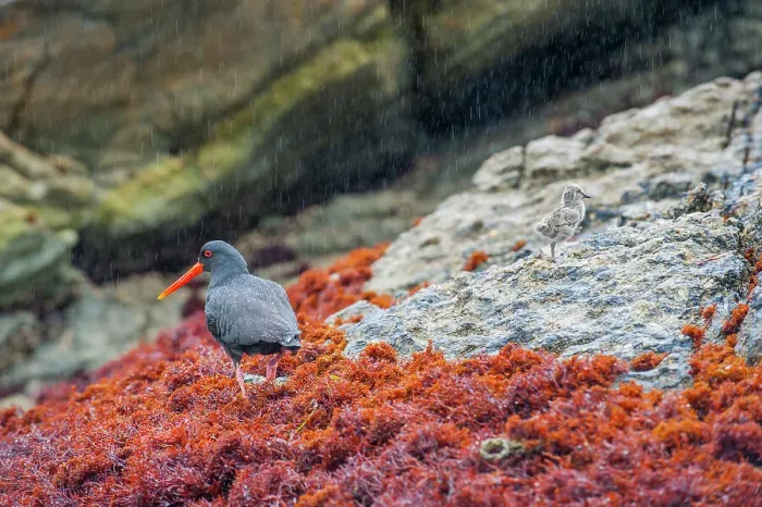 Framed Print : A variable oystercatcher (Haematopus unicolor) with chick, endemic to New Zealand, on the rocks of Dusky Sound in Fjordland National Park on the South Island of New Zealand Framed Print : A variable oystercatcher (Haematopus unicolor) with chick, endemic to New Zealand, on the rocks of Dusky Sound in Fjordland National Park on the South Island of New Zealand
