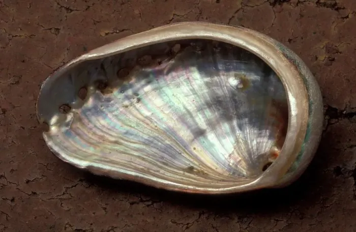 Framed Print : Venus Ear Shell. Haliotis spadicea Near Bashnee Point Framed Print : Venus Ear Shell. Haliotis spadicea Near Bashnee Point