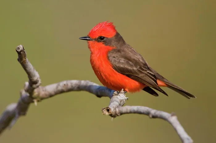 Framed Print : Vermillion Flycatcher Pyrocephalus rubinus perched on a branch at Estero Llano Grande State Park in Texas, USA Framed Print : Vermillion Flycatcher Pyrocephalus rubinus perched on a branch at Estero Llano Grande State Park in Texas, USA