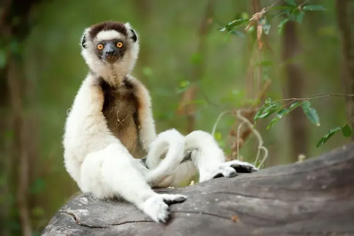 Framed Print : Verreaux's sifaka (Propithecus verreauxi) sitting on a log in a forest Framed Print : Verreaux's sifaka (Propithecus verreauxi) sitting on a log in a forest