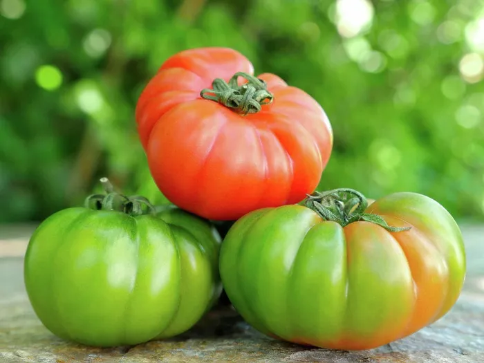 Framed Print : Verschiedene Marinda Tomaten aus Sizilien;Marinda tomatoes Framed Print : Verschiedene Marinda Tomaten aus Sizilien;Marinda tomatoes