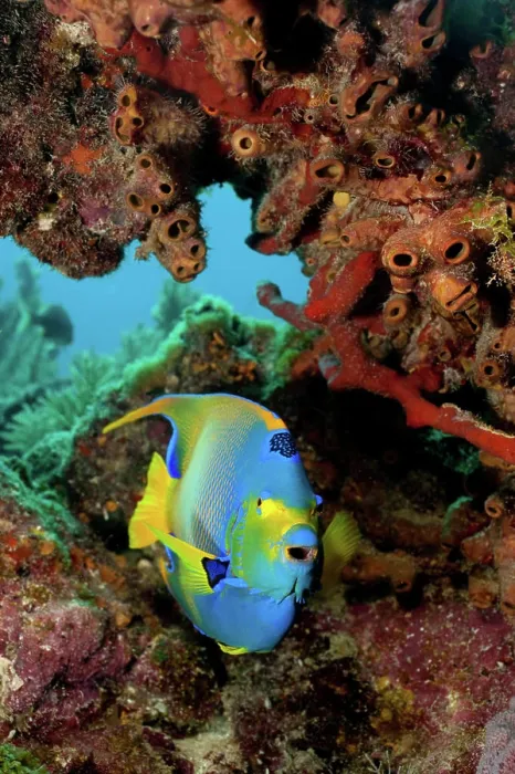 Framed Print : Vibrant angelfish exploring the coral reef Framed Print : Vibrant angelfish exploring the coral reef