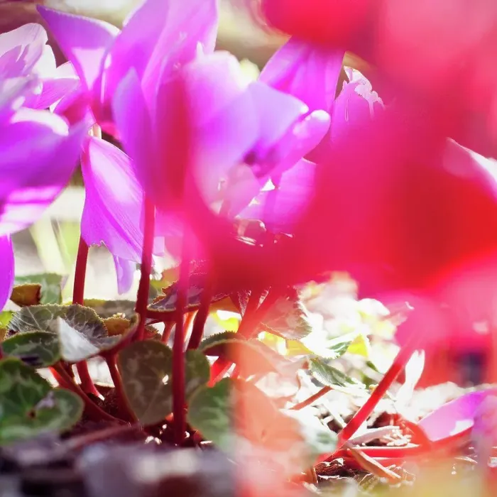 Framed Print : Vibrant magenta Cyclamen in bloom, close-up Framed Print : Vibrant magenta Cyclamen in bloom, close-up