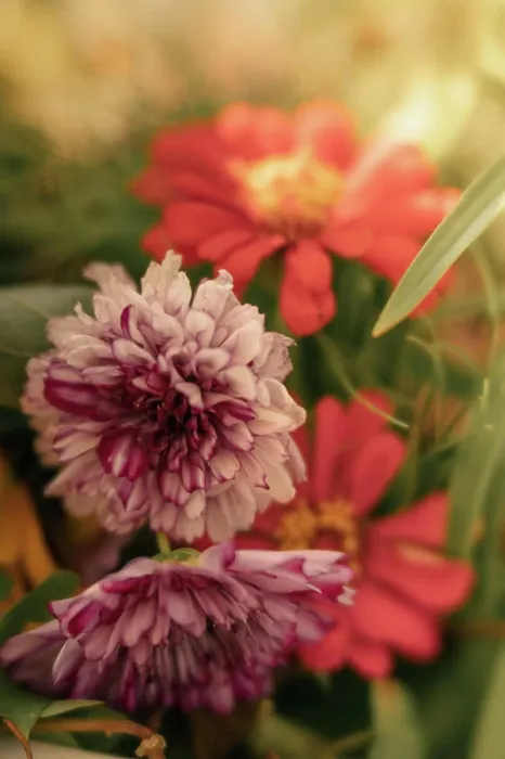 Framed Print : Vibrant red and variegated purple flowers up close