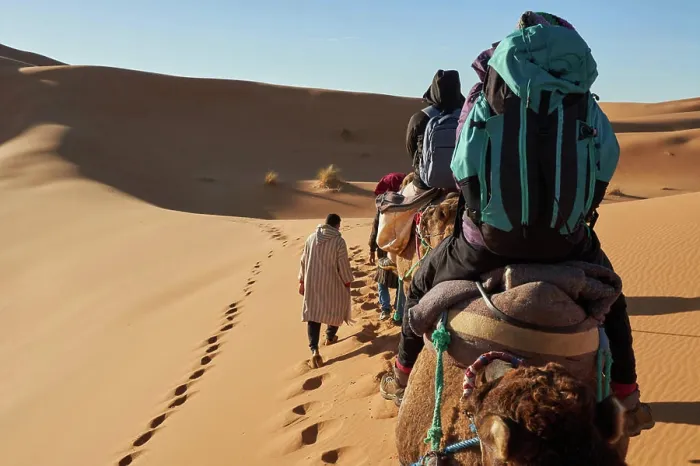 Framed Print : Back view of camels and people going between sand lands in desert in Marrakesh, Morocco Framed Print : Back view of camels and people going between sand lands in desert in Marrakesh, Morocco