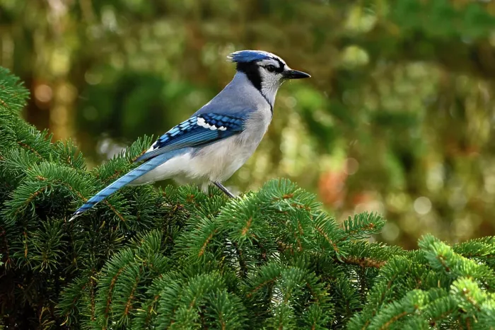 Framed Print : A side view of an eastern Blue Jay, Cyanocitta cristata, perched on a spruce tree branch in Alberta, Canada