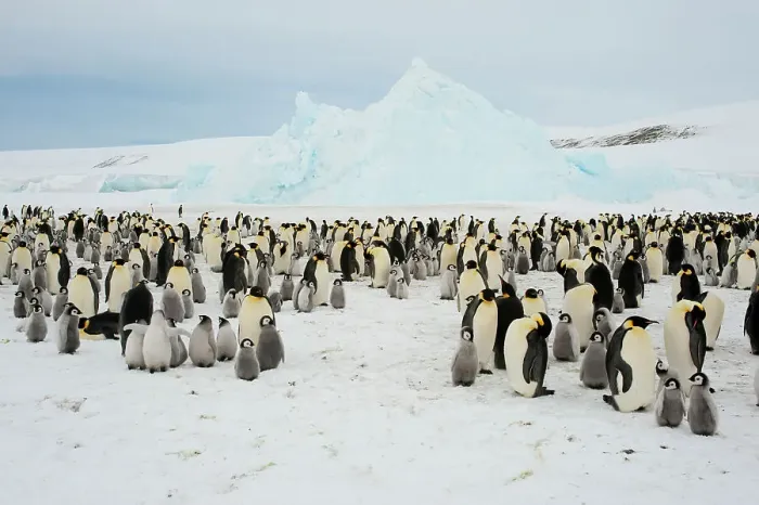 Framed Print : View of an Emperor penguin (Aptenodytes forsteri) colony on the sea ice at Snow Hill Island in the Weddell Sea in Antarctica Framed Print : View of an Emperor penguin (Aptenodytes forsteri) colony on the sea ice at Snow Hill Island in the Weddell Sea in Antarctica