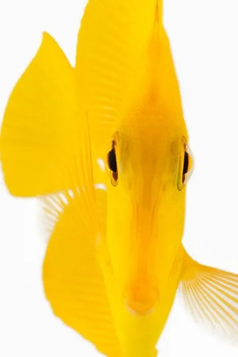 Framed Print : front view of yellow tang fish (zebrasoma flavescens)