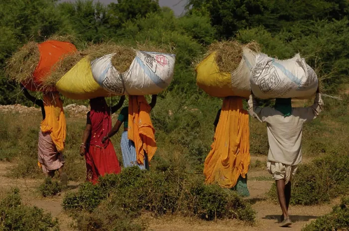 Framed Print : Village women carrying dried sticks home for fire wood. Near Ranthambhore. Rajasthan. INDIA Framed Print : Village women carrying dried sticks home for fire wood. Near Ranthambhore. Rajasthan. INDIA