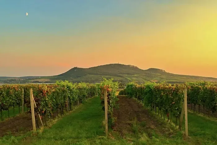 Framed Print : Vineyards - Palava region. South Moravia Framed Print : Vineyards - Palava region. South Moravia