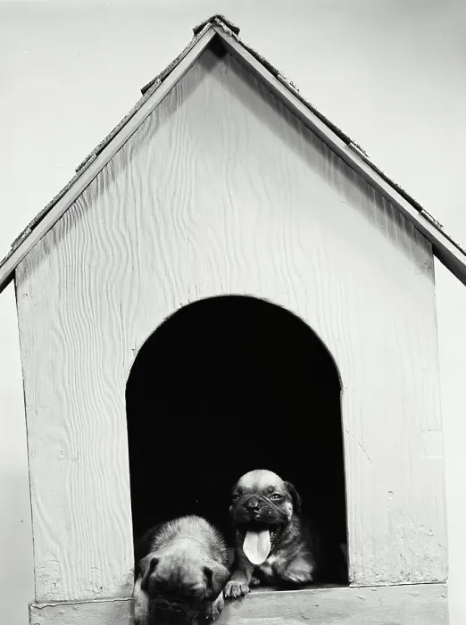 Framed Print : Vintage Photograph. Boxer pups in Dog House Framed Print : Vintage Photograph. Boxer pups in Dog House