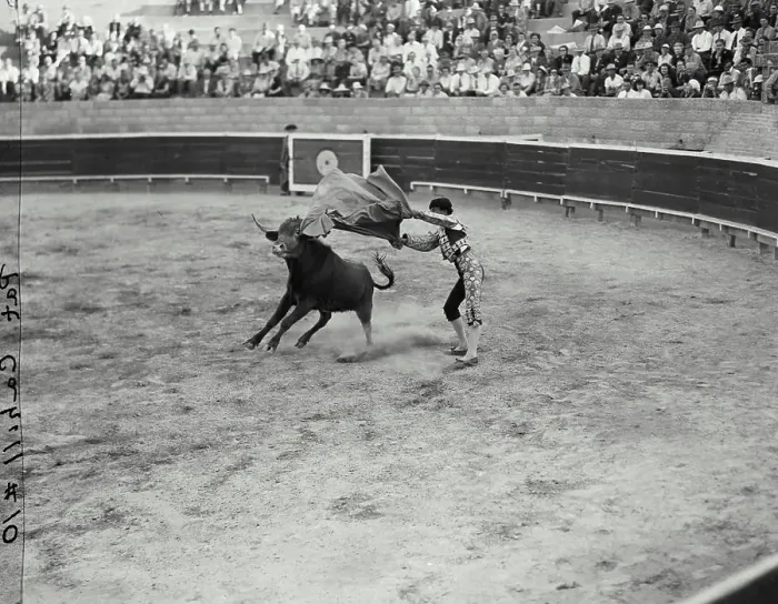 Framed Print : Vintage photograph. Bull fight with matador Framed Print : Vintage photograph. Bull fight with matador