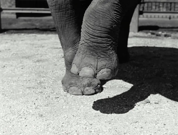 Framed Print : Vintage Photograph. Closeup of elephants feet Framed Print : Vintage Photograph. Closeup of elephants feet