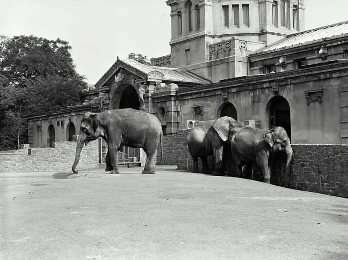 Framed Print : Vintage Photograph. Three elephants Indian Elephants have small ears while African Elephants have large ears Framed Print : Vintage Photograph. Three elephants Indian Elephants have small ears while African Elephants have large ears