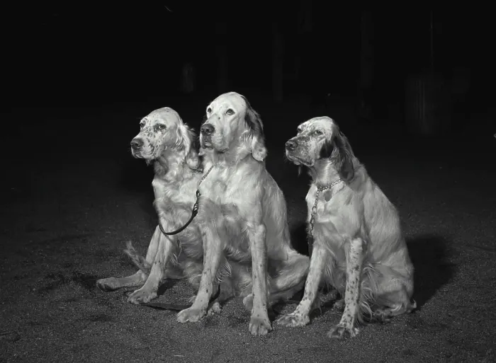 Framed Print : Vintage Photograph. Three English setters sitting next to each other Framed Print : Vintage Photograph. Three English setters sitting next to each other