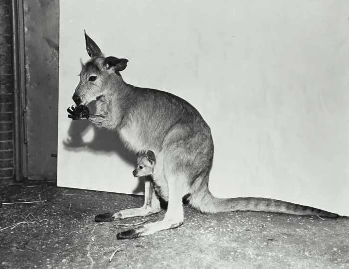 Framed Print : Vintage photograph. European Kangaroo standing in enclosure Framed Print : Vintage photograph. European Kangaroo standing in enclosure