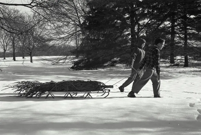 Framed Print : Vintage Photograph. Family bringing home the Christmas Tree Framed Print : Vintage Photograph. Family bringing home the Christmas Tree