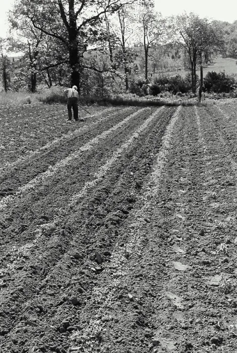 Framed Print : Vintage Photograph. Farmer weeding sweet corn Framed Print : Vintage Photograph. Farmer weeding sweet corn