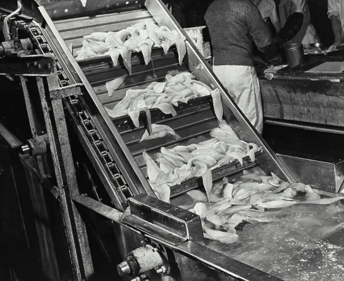 Framed Print : Vintage photograph. Fillet cool bath conveyor into packing at fish processing plant Framed Print : Vintage photograph. Fillet cool bath conveyor into packing at fish processing plant